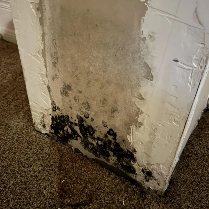 Professional Mold Removal in Avon Center, OH